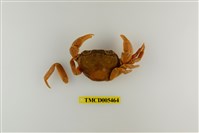 藏品(拉氏清溪蟹)的圖片